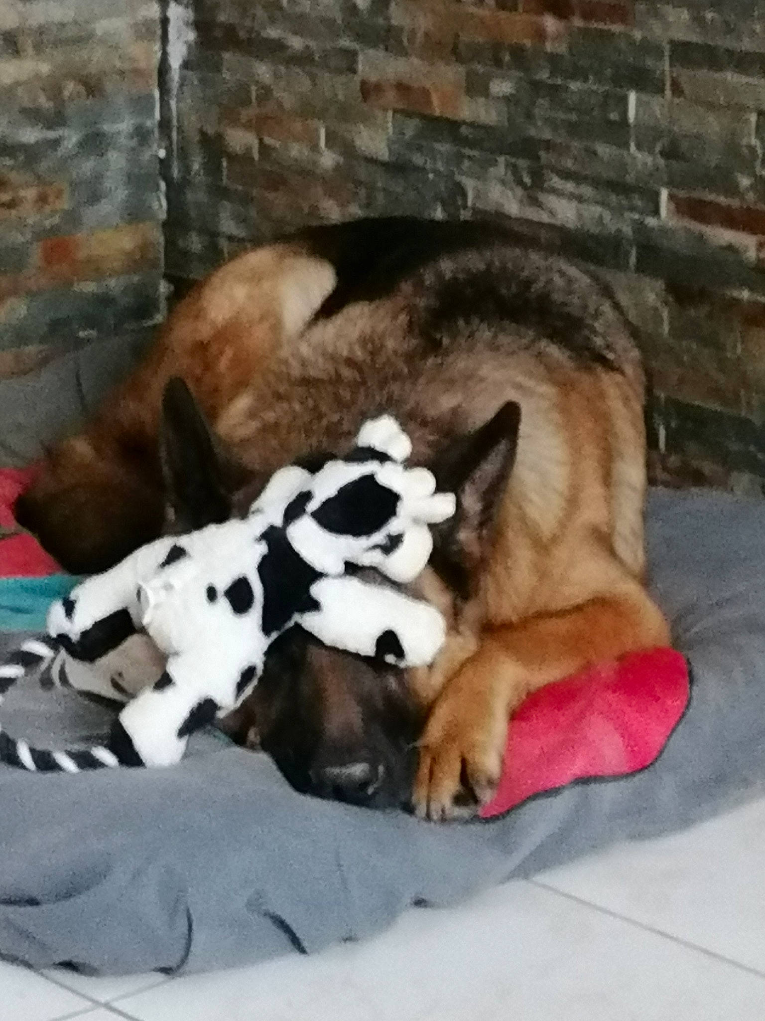 Oslo a rejoint le concours — aidez-le/la à gagner de superbes lots ! brick, brickwork, canidae, carnivore, comfort, companion_dog, dog, dog_breed, dog_supply, fawn, felidae, fur, nap, paw, snout, sporting_group, tail, terrestrial_animal, whiskers, working_animal