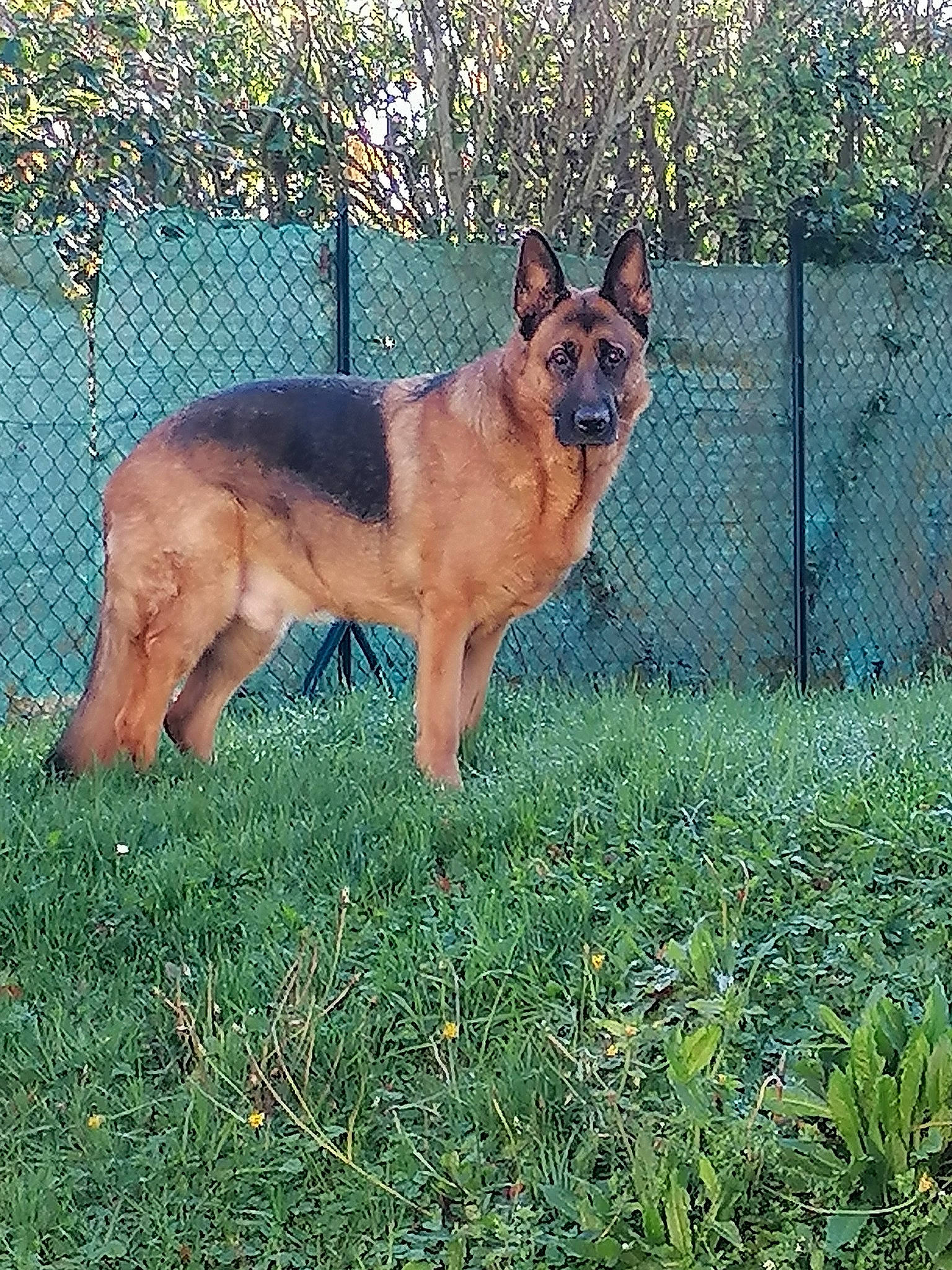 Oslo a rejoint le concours — aidez-le/la à gagner de superbes lots ! canidae, carnivore, collar, companion_dog, dog, dog_breed, fawn, fence, german_shepherd_dog, grass, herding_dog, king_shepherd, mesh, old_german_shepherd_dog, plant, snout, sporting_group, tail, terrestrial_animal, wire_fencing