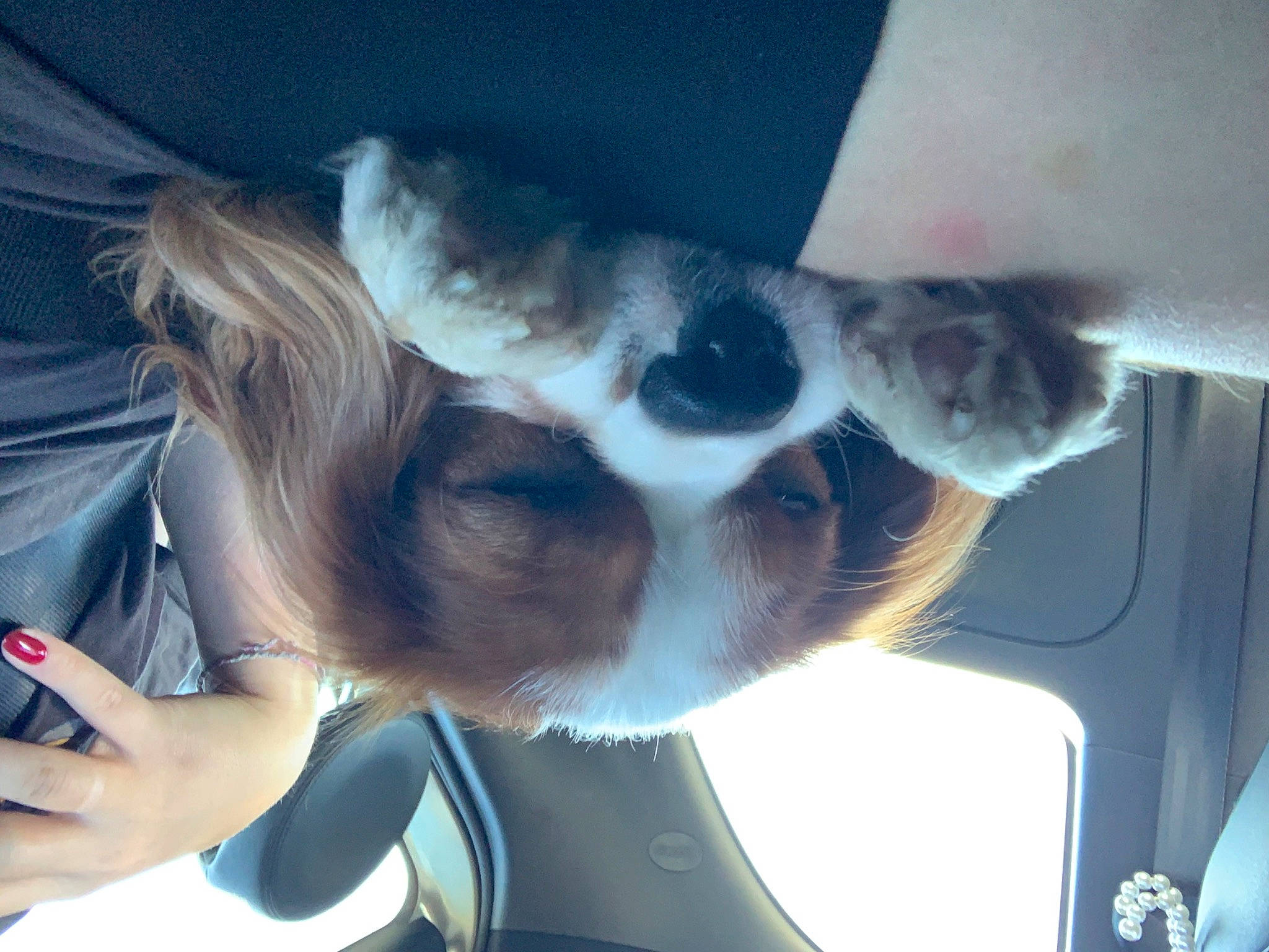 Taïko participe au concours pour gagner de l'argent avec cette photo : auto_part, carnivore, companion_dog, dog, dog_breed, elbow, eyewear, fawn, fur, gesture, goggles, human_leg, nail, snout, sunglasses, tree, vehicle_door, vision_care, whiskers, wrist