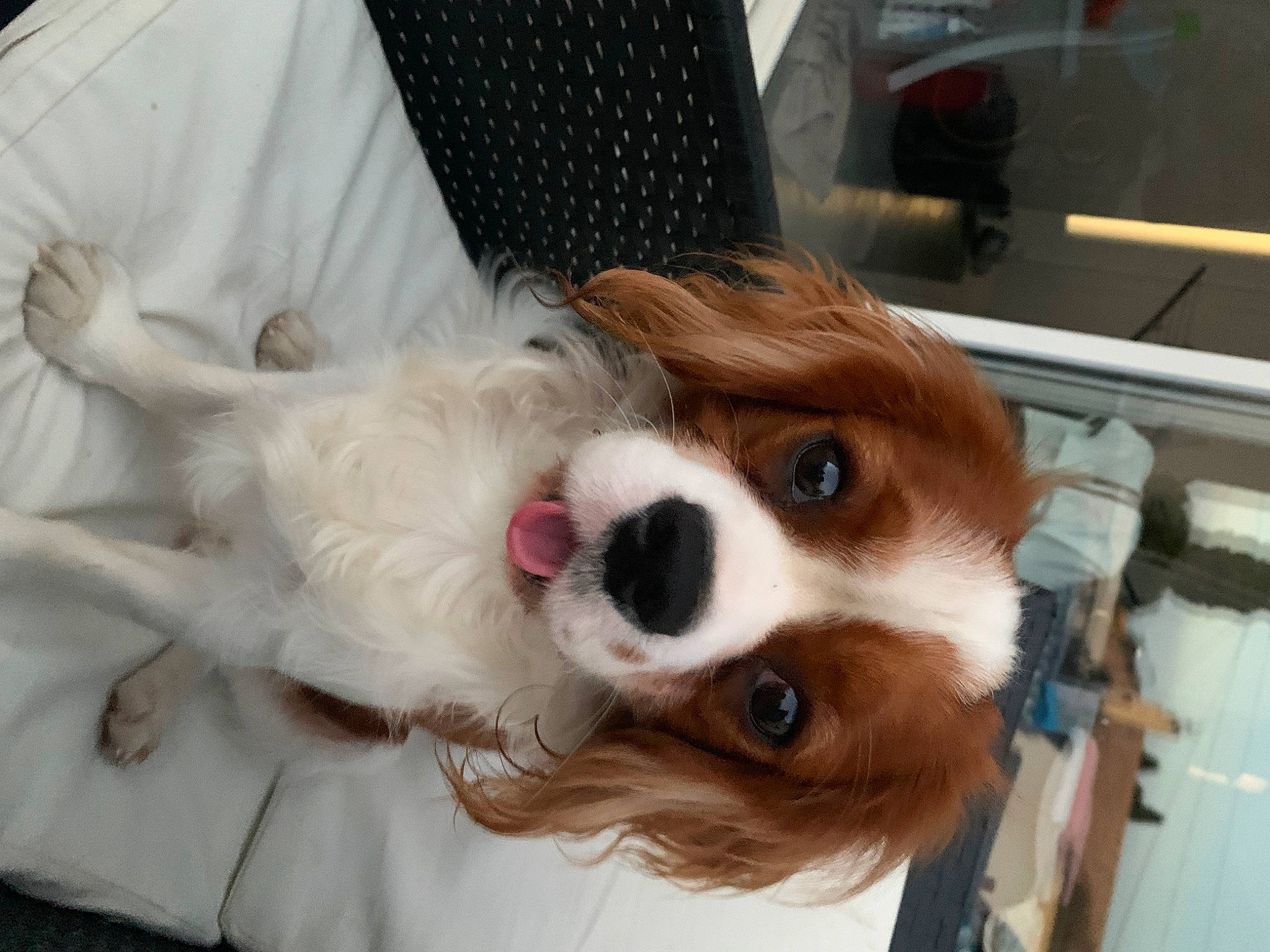 Taïko a rejoint le concours — aidez-le/la à gagner de superbes lots ! canidae, carnivore, cavalier_king_charles_spaniel, collar, companion_dog, dog, dog_breed, dog_supply, eyewear, fawn, fur, king_charles_spaniel, liver, snout, spaniel, sporting_group, toy_dog, vision_care, whiskers, working_animal