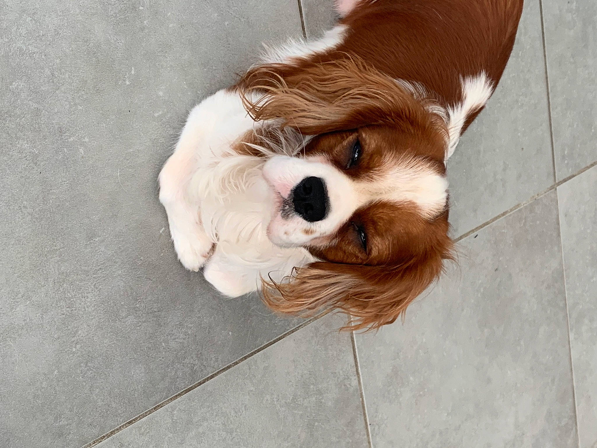 Taïko a rejoint le concours — aidez-le/la à gagner de superbes lots ! bangs, carnivore, cavalier_king_charles_spaniel, cocker_spaniel, companion_dog, dog, dog_breed, fawn, felidae, fur, king_charles_spaniel, liver, snout, spaniel, terrestrial_animal, toy, toy_dog, whiskers, wood, working_animal
