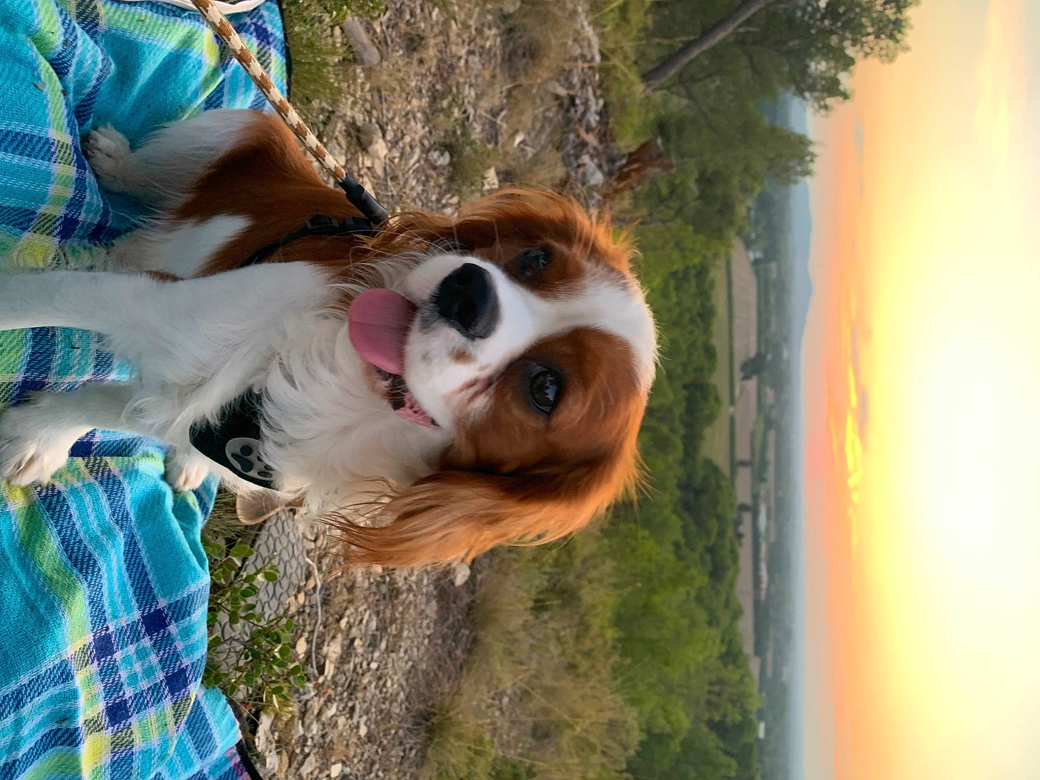Taïko participe au concours pour gagner de l'argent avec cette photo : canidae, carnivore, cavalier_king_charles_spaniel, companion_dog, dog, dog_breed, dog_sports, eyewear, fawn, fun, fur, goggles, grass, plant, sky, snout, sunglasses, tree, whiskers, wood