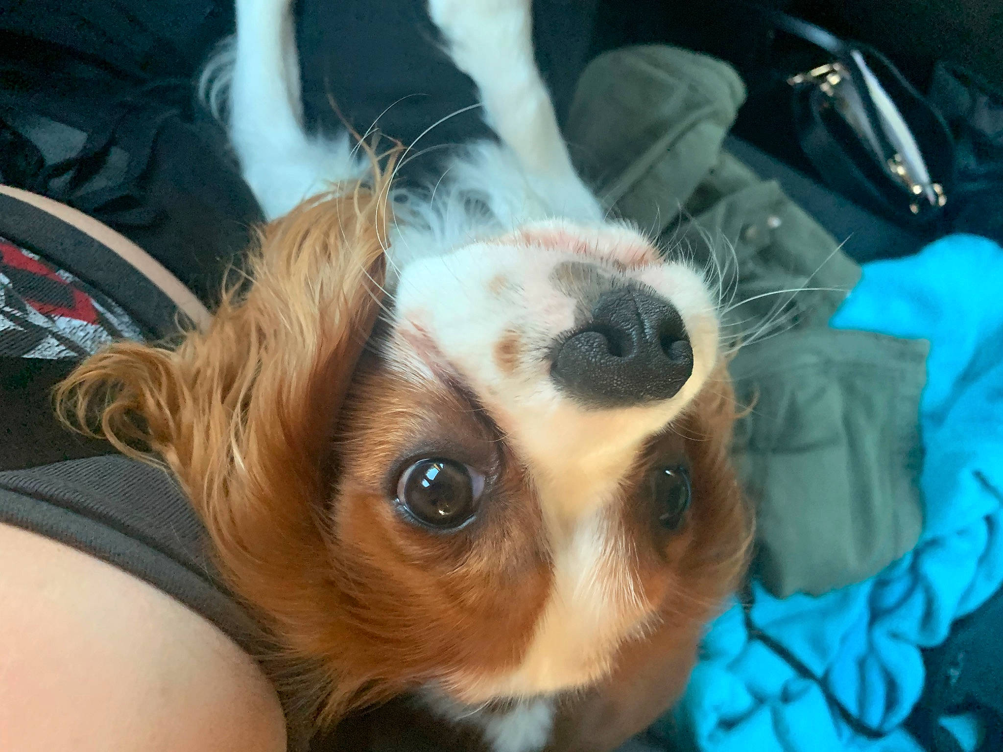 Taïko participe au concours pour gagner de l'argent avec cette photo : canidae, carnivore, chihuahua, companion_dog, dog, dog_breed, ear, eye, eyelash, eyewear, fawn, felidae, fur, snout, sporting_group, sunglasses, toy_dog, vision_care, whiskers, working_animal