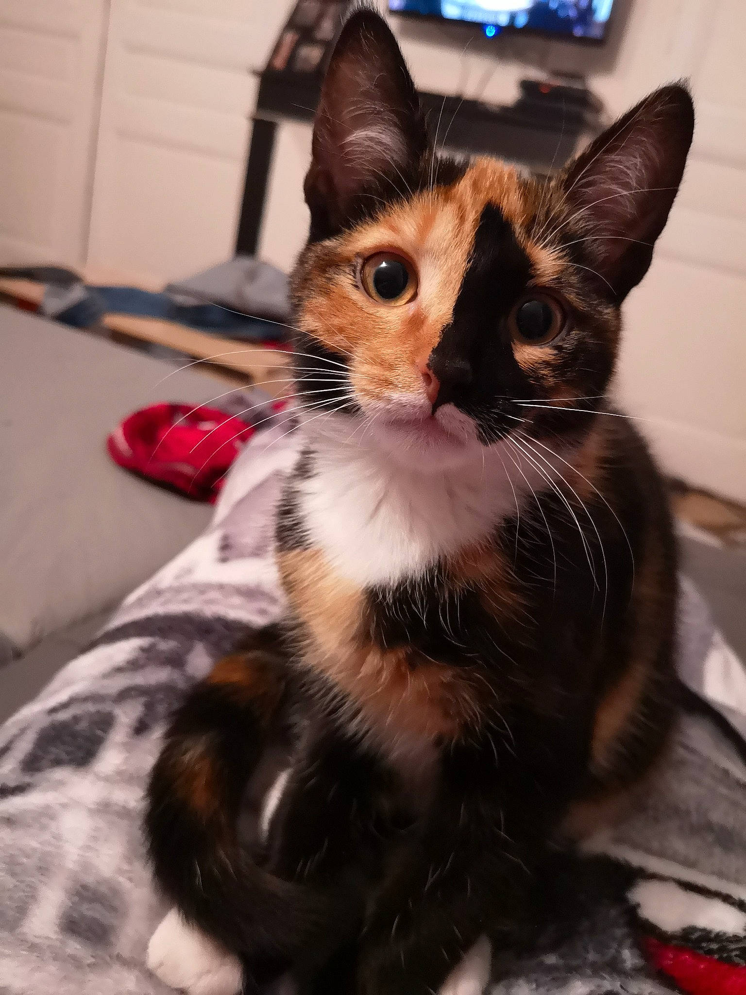 Elya participe au concours pour gagner de l'argent avec cette photo : asian, carnivore, cat, domestic_short_haired_cat, ear, european_shorthair, fawn, felidae, german_rex, kitten, mammal, oriental_longhair, small_to_medium_sized_cats, vertebrate, whiskers