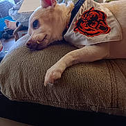 Chico is registered to the contest to win money with this photo: animal, background, casual, clutter, cushion, cute, dog, ear, fabric, fur, furniture, indoor, jacket, light, living_room, pet, relaxed, resting, tooth, window