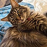 animal, bed, blanket, cat, collar, cozy, curious, cute, domestic, feline, fluffy, fur, indoor, pet, portrait, relaxing, soft, tabby, whiskers, yellow_eyes