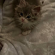 Leo joined the competition — help win amazing prizes! kitten, cat, animal, pet, fluffy, gray, white, cute, soft, blanket, pattern, fur, small, young, indoor, resting, cozy, paws, looking_up, adorable