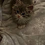 kitten, cat, animal, pet, fluffy, gray, white, cute, soft, blanket, pattern, fur, small, young, indoor, resting, cozy, paws, looking_up, adorable