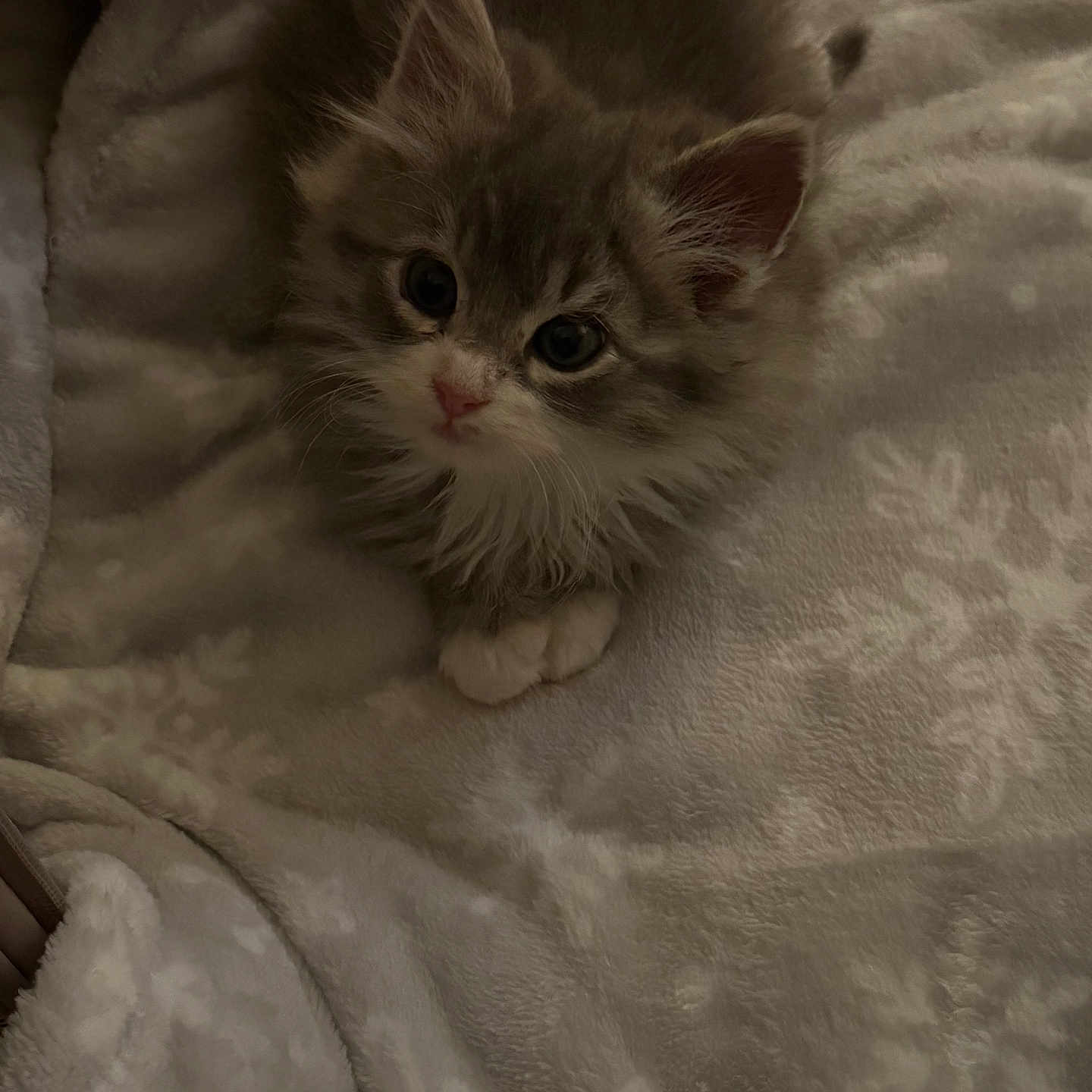 Leo joined the competition — help win amazing prizes! adorable, animal, blanket, cat, cozy, cute, fluffy, fur, gray, indoor, kitten, looking_up, pattern, paws, pet, resting, small, soft, white, young