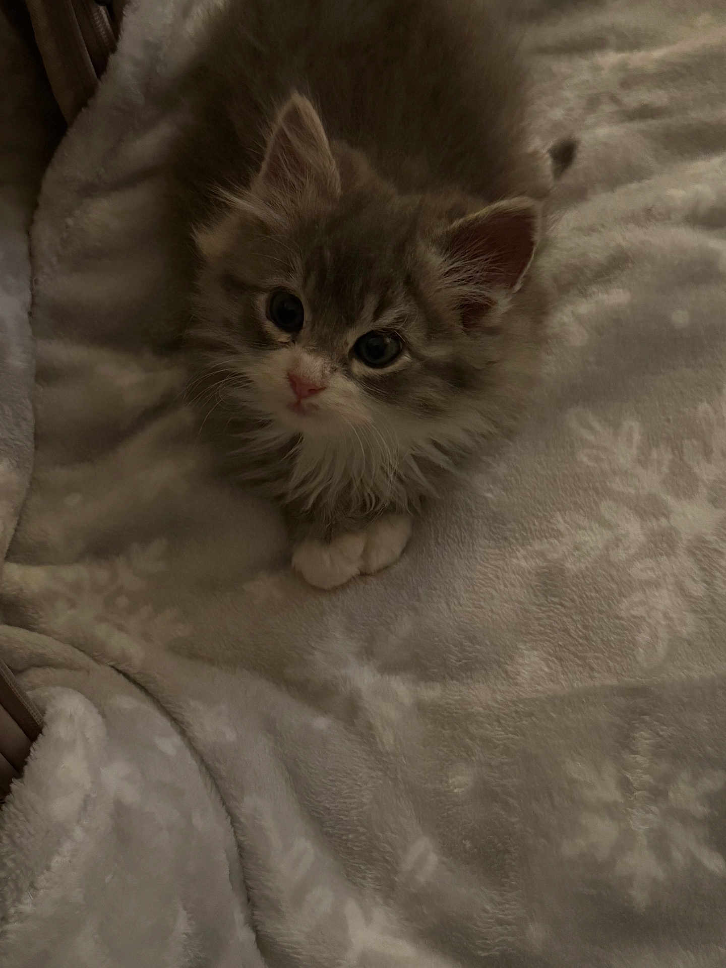 Leo joined the competition — help win amazing prizes! kitten, cat, animal, pet, fluffy, gray, white, cute, soft, blanket, pattern, fur, small, young, indoor, resting, cozy, paws, looking_up, adorable