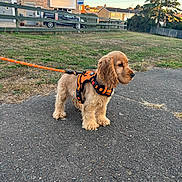 Lando is registered to the contest to win money with this photo: animal, cocker_spaniel, cute, daylight, dog, fence, field, grass, house, leash, orange_harness, outdoor, paved_path, pet, puppy, residential_area, side_view, sunny, tree, walking