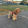 animal, cocker_spaniel, cute, daylight, dog, fence, field, grass, house, leash, orange_harness, outdoor, paved_path, pet, puppy, residential_area, side_view, sunny, tree, walking