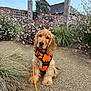Lando is registered to the contest to win money with this photo: building, calm, cute, dog, fence, flowers, fluffy, garden, golden_retriever, gravel_path, greenery, leash, nature, orange_harness, outdoor, pet, puppy, sitting, sky, young_dog