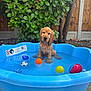 Lando is registered to the contest to win money with this photo: animal, backyard, blue, bushes, cute, dog, fence, greenery, nature, outdoor, pet, plastic, playful, pool, puppy, sitting, summer, toys, water, wet