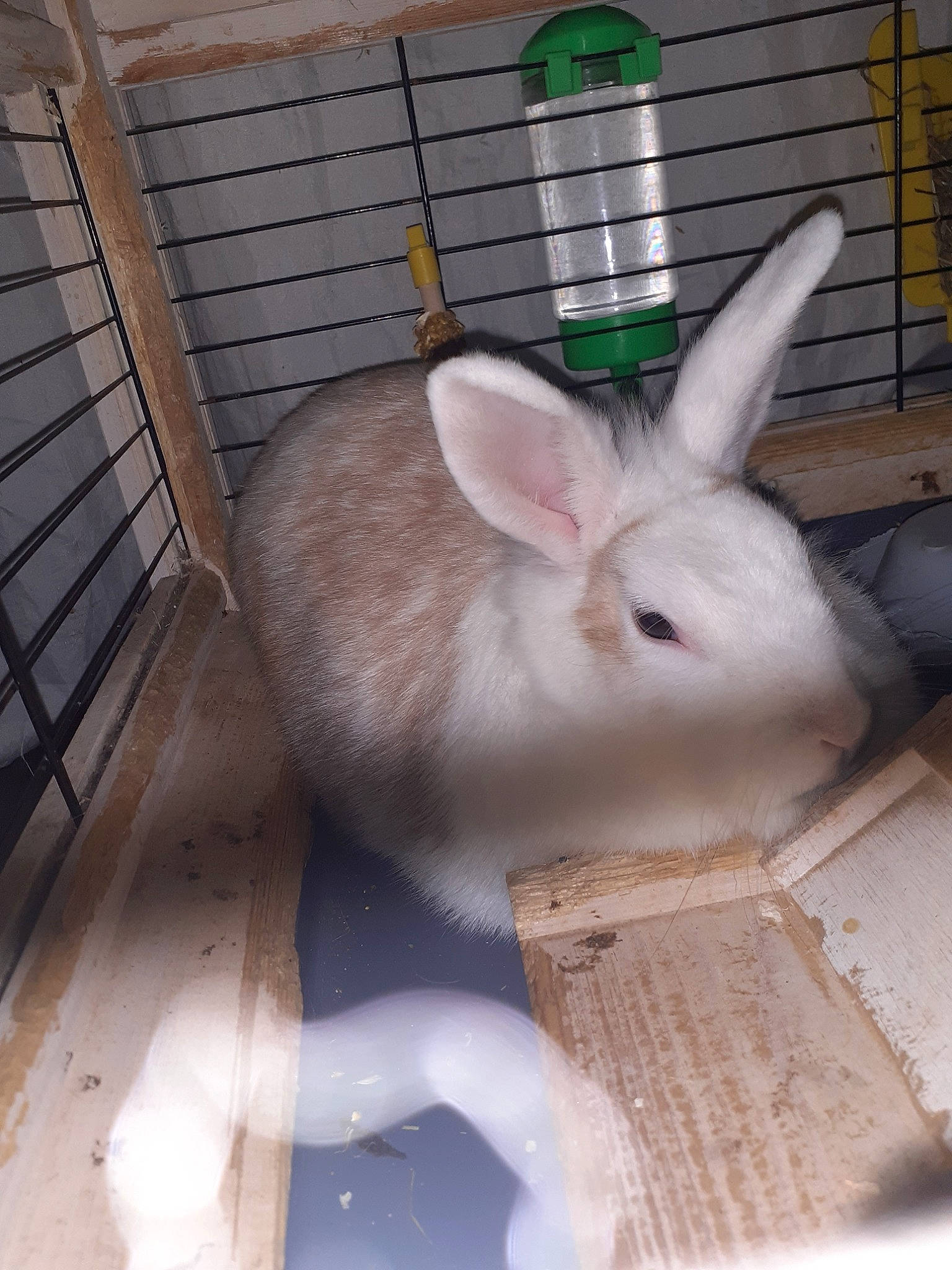 Bunny a rejoint le concours — aidez-le/la à gagner de superbes lots ! animal_shelter, cage, chinchilla, domestic_rabbit, ear, fawn, hare, mammal, organism, rabbit, rabbits_and_hares, rodent, snout, whiskers