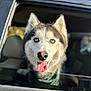 Odin is registered to the contest to win money with this photo: husky, dog, pet, car_window, tongue_out, blue_eyes, portrait, close_up, fur, muzzle, bandana, vehicle, glass, seat, window_frame, sunlight, bokeh, happy, outdoors, canine