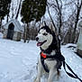 Odin is registered to the contest to win money with this photo: dog, husky, blue_eyes, snow, winter, harness, leash, tongue_out, sitting, portrait, fur, playful, pet_tag, dog_house, trees, bokeh_background, outdoor, paws, cold, backyard