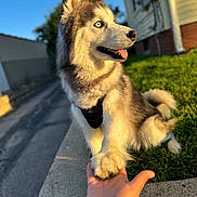 Odin joined the competition — help win amazing prizes! dog, husky, blue_eyes, paw, human_hand, harness, grass, curb, sidewalk, house, outdoor, portrait, pet, tongue_out, sunlight, golden_hour, close_up, fur, sitting, canine