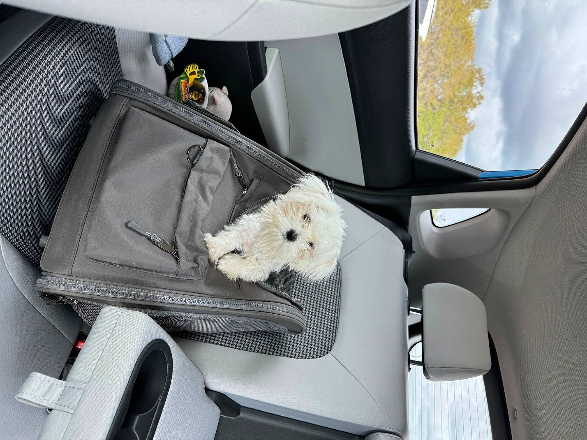 Wynnstin joined the competition — help win amazing prizes! auto_part, automotive_design, automotive_exterior, automotive_lighting, automotive_mirror, car, car_seat, car_seat_cover, dog, family_car, head_restraint, hood, mode_of_transport, motor_vehicle, personal_luxury_car, seat_belt, trunk, vehicle, vehicle_door, white