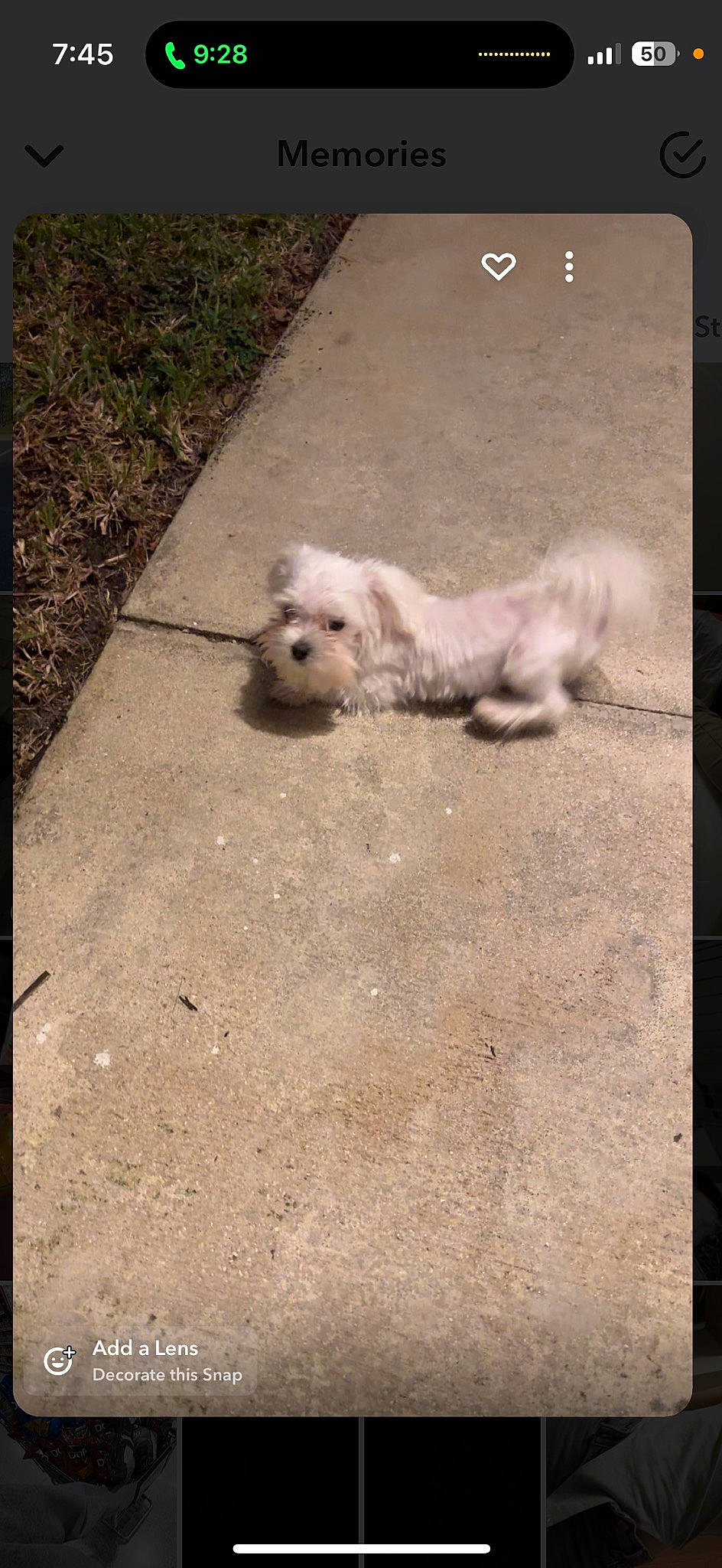 Wynnstin joined the competition — help win amazing prizes! asphalt, canidae, carnivore, companion_dog, dog, dog_breed, fawn, flooring, grass, paw, rectangle, road_surface, sidewalk, small_terrier, snout, sporting_group, tail, terrier, toy_dog, working_animal