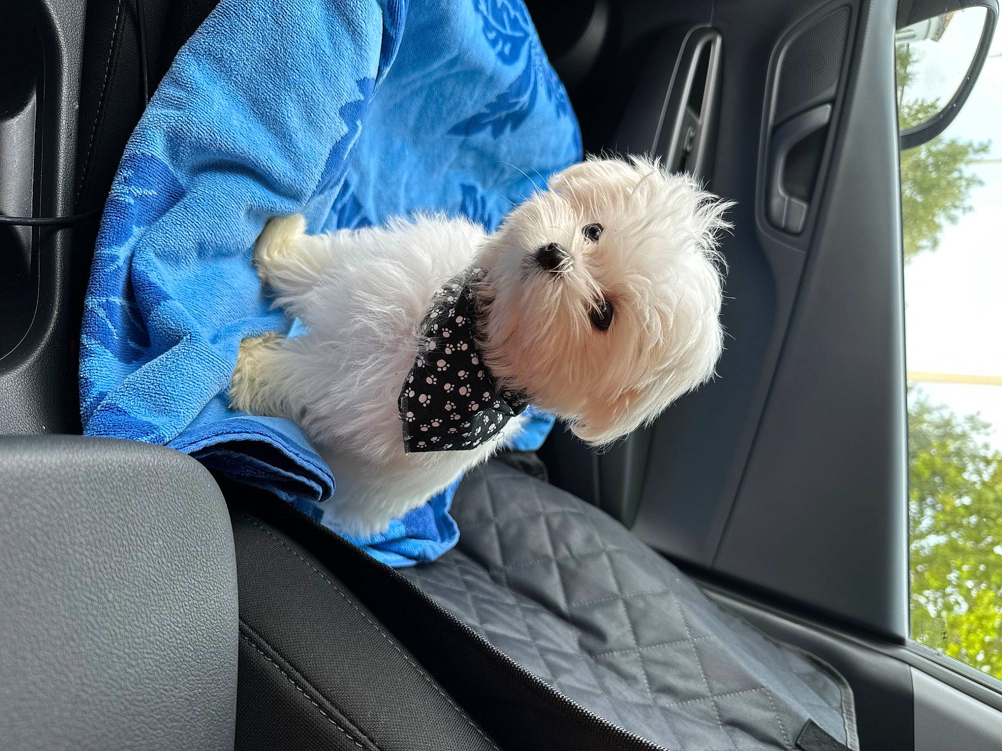 Elmo is registered to the contest to win money with this photo: auto_part, automotive_exterior, car, car_seat, car_seat_cover, carnivore, companion_dog, dog, dog_breed, dog_clothes, motor_vehicle, seat_belt, snout, stuffed_toy, toy, toy_dog, tree, vehicle, vehicle_door, windshield