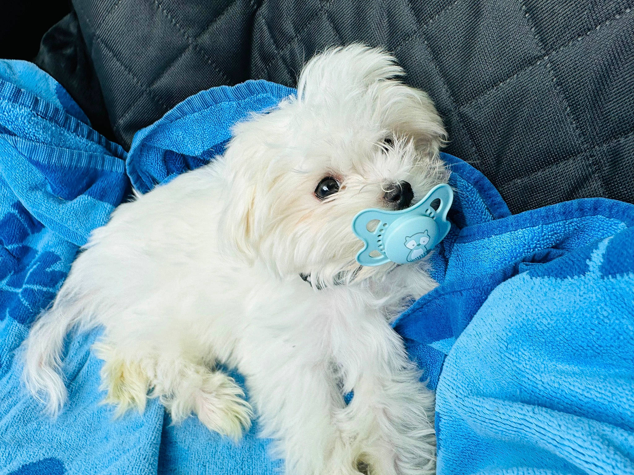 Elmo joined the competition — help win amazing prizes! carnivore, companion_dog, dog, dog_breed, dog_supply, electric_blue, fur, happy, labradoodle, maltepoo, pattern, poodle, puppy_love, shih_poo, small_terrier, terrier, toy_dog, water_dog, working_animal, yorkipoo