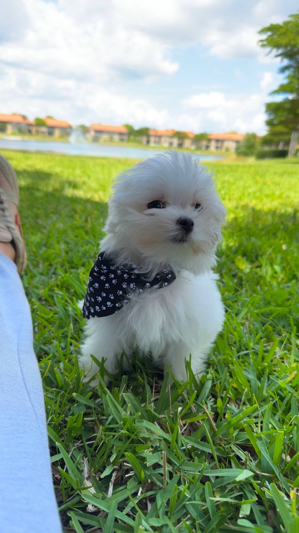 Elmo is registered to the contest to win money with this photo: beak, bird, canidae, carnivore, cloud, companion_dog, dog, dog_breed, event, feather, grass, grassland, happy, plant, sky, sporting_group, toy_dog, tree, wildlife, wing