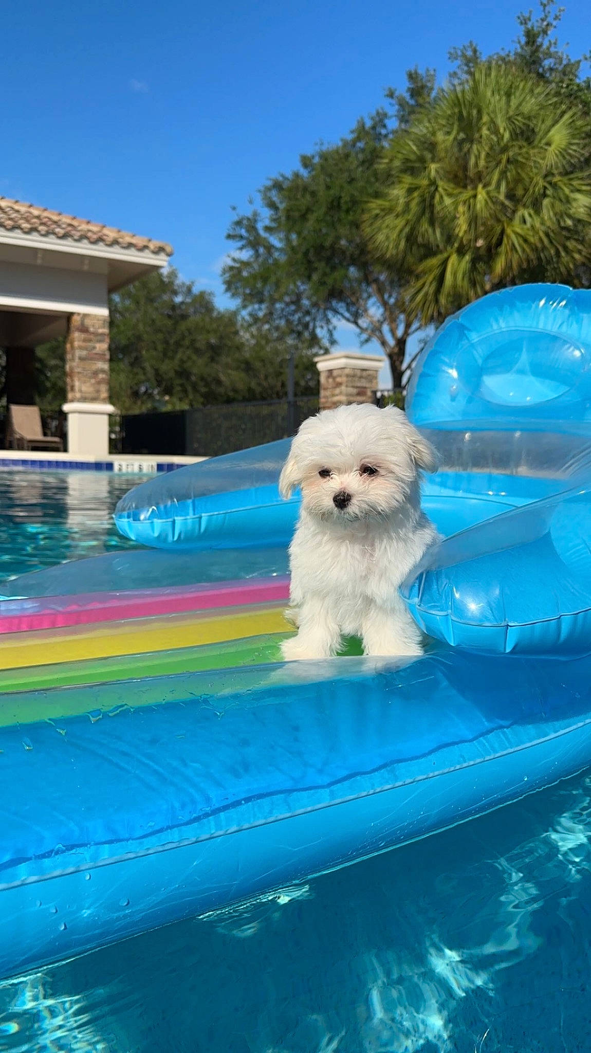 Elmo is registered to the contest to win money with this photo: bichon, blue, canidae, carnivore, companion_dog, dog, dog_breed, electric_blue, labradoodle, leisure, recreation, sky, small_terrier, sporting_group, swimming_pool, terrier, toy_dog, tree, vacation, water