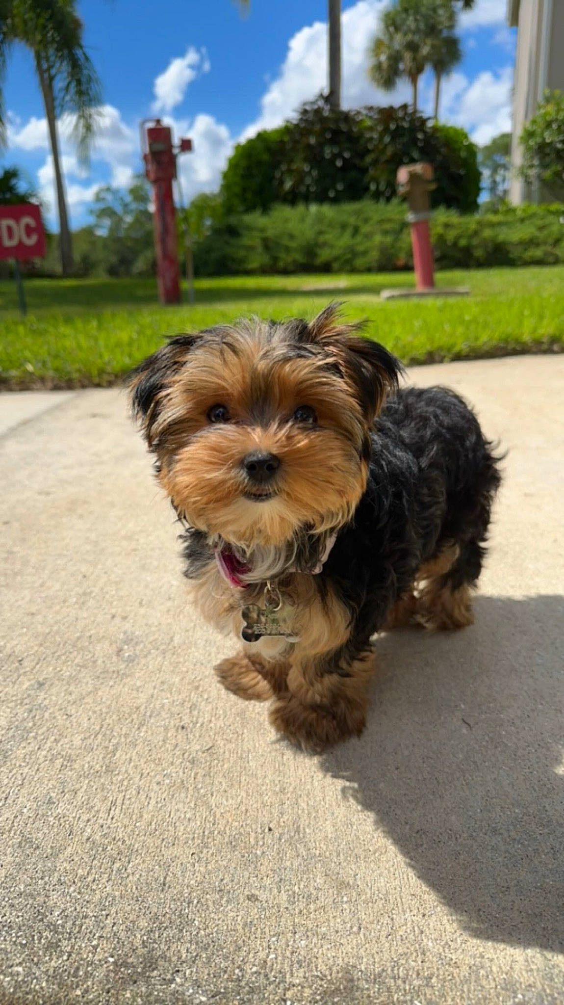 Lacey is registered to the contest to win money with this photo: asphalt, carnivore, cloud, collar, companion_dog, dog, dog_breed, dog_supply, fawn, grass, liver, plant, road_surface, sky, small_terrier, snout, sporting_group, toy_dog, tree, working_animal