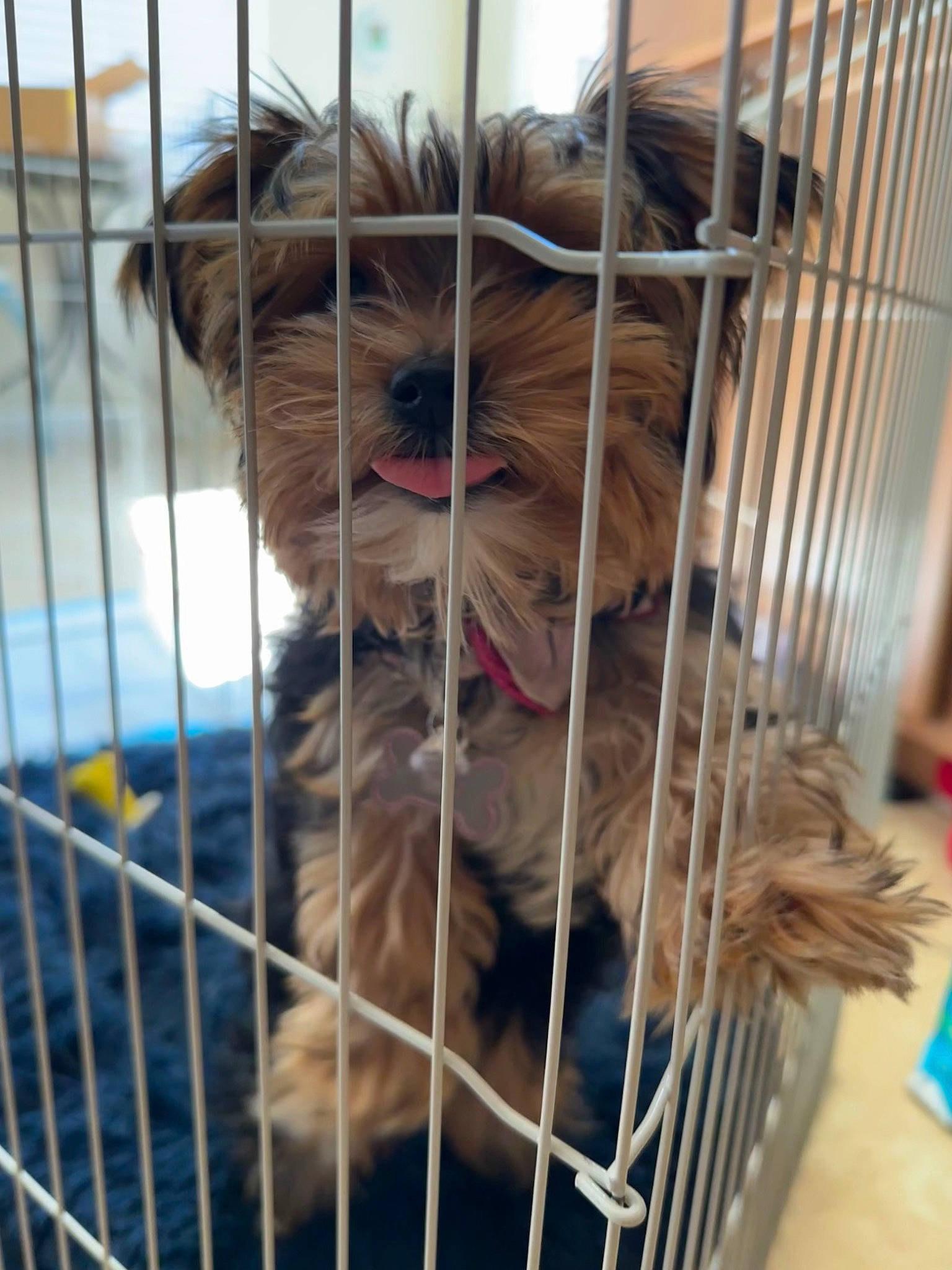 Lacey joined the competition — help win amazing prizes! animal_shelter, canidae, carnivore, companion_dog, dog, dog_breed, dog_crate, dog_supply, fawn, felidae, fence, fur, liver, pet_supply, small_terrier, snout, sporting_group, terrier, toy_dog, working_animal