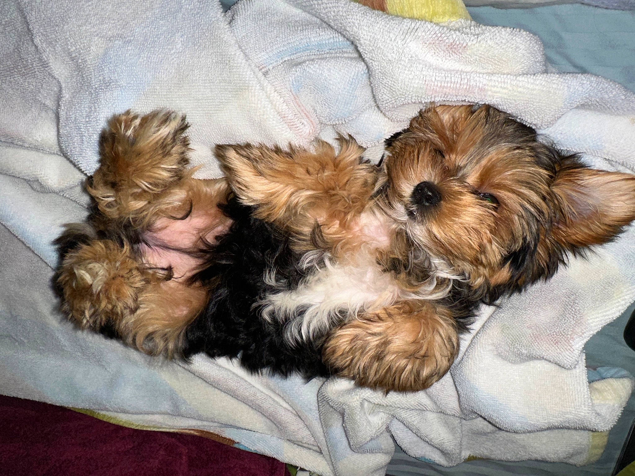 Lacey is registered to the contest to win money with this photo: canidae, carnivore, comfort, companion_dog, dog, dog_bed, dog_breed, dog_supply, fawn, felidae, fur, liver, nap, small_terrier, sporting_group, terrier, toy_dog, vertebrate, working_animal, yorkipoo