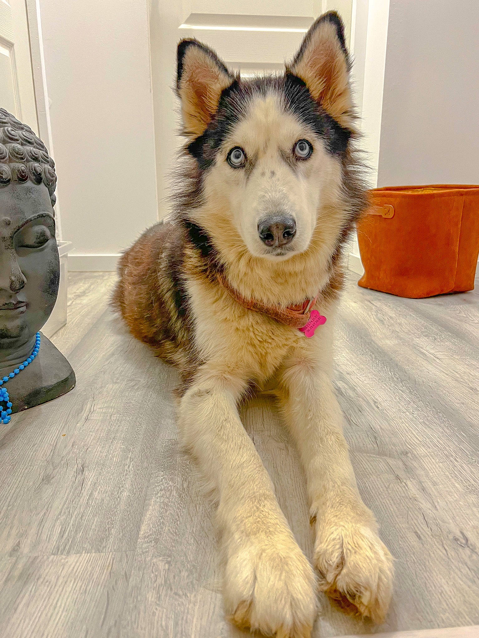 Laika participe au concours pour gagner de l'argent avec cette photo : canidae, canis, carnivore, collar, companion_dog, dog, dog_breed, dog_supply, flooring, fur, giant_dog_breed, herding_dog, paw, sled_dog, snout, sporting_group, terrestrial_animal, whiskers, working_animal, working_dog