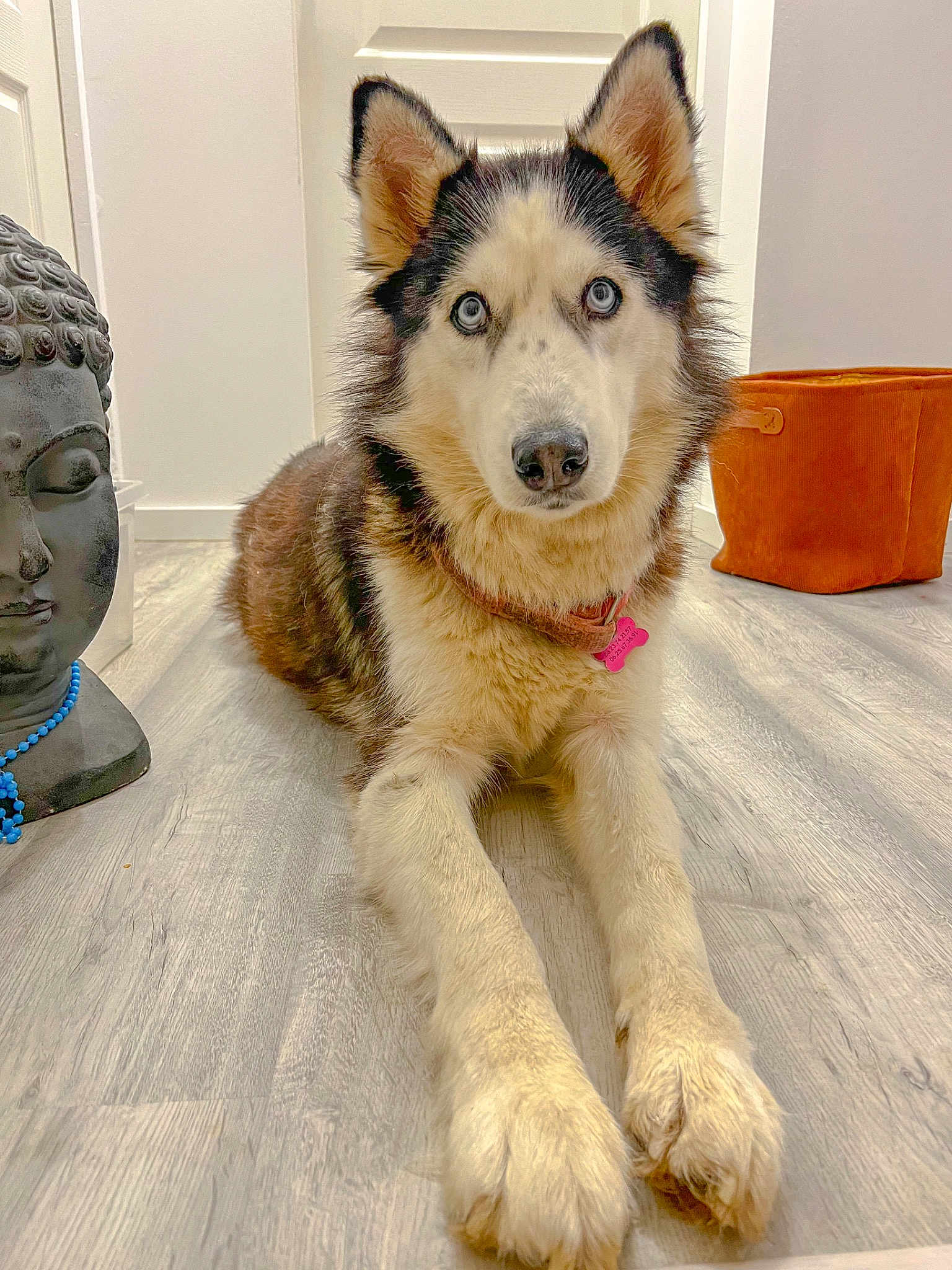 Laika