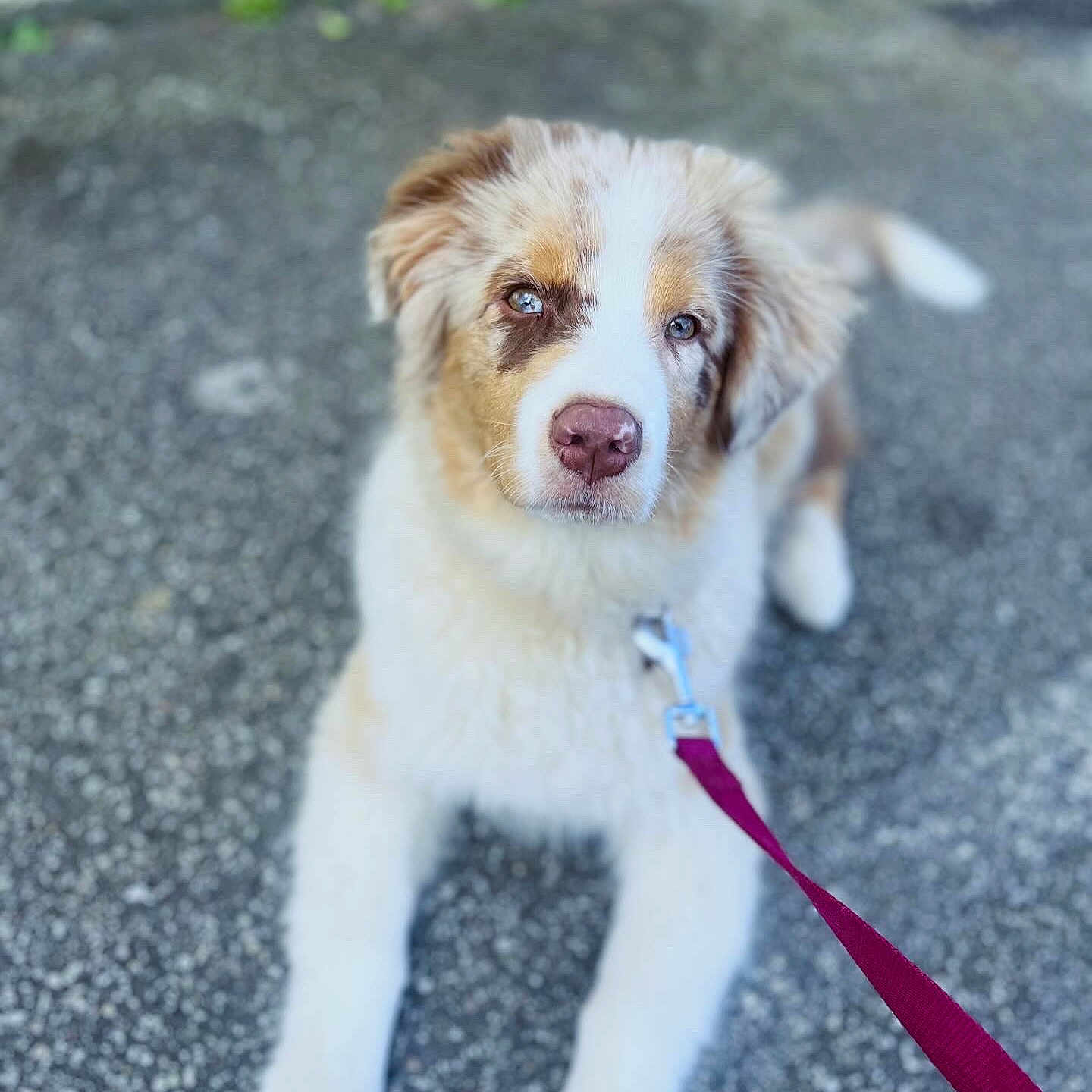 June participe au concours pour gagner de l'argent avec cette photo : accessories, animal, canine, dog, eskimodog, formalwear, goldenretriever, husky, leash, person, pet, puppy, saintbernard, strap, tie, walkingdog