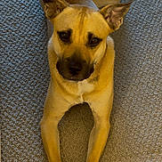 Paprika is registered to the contest to win money with this photo: dog, tan_dog, carpet, indoor, pet, animal, canine, fur, ears, paws, looking_up, lying_down, floor, alert, domestic_animal, mammal, brown, white_paws, portrait, closeup