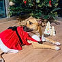Paprika joined the competition — help win amazing prizes! dog, christmas_tree, holiday, festive_clothing, red_dress, wooden_floor, decorations, ornaments, indoor, pet, relaxed, seasonal, celebration, animal, costume, tree_skirt, holiday_decor, christmas_lights, festive, cute