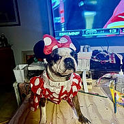 Pearl joined the competition — help win amazing prizes! dog, costume, red, polka_dot, table, indoor, television, sports, headwear, ears, pet, animal, decor, wood, paintbrush, craft_supplies, white, black, brown, face