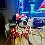 dog, costume, red, polka_dot, table, indoor, television, sports, headwear, ears, pet, animal, decor, wood, paintbrush, craft_supplies, white, black, brown, face