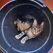 Oggi a rejoint le concours — aidez-le/la à gagner de superbes lots ! cat, kitten, tabby, bucket, indoor, pet, animal, curious, feline, young, cute, playful, resting, black_bucket, floor, looking_up, whiskers, ears, paws, fur