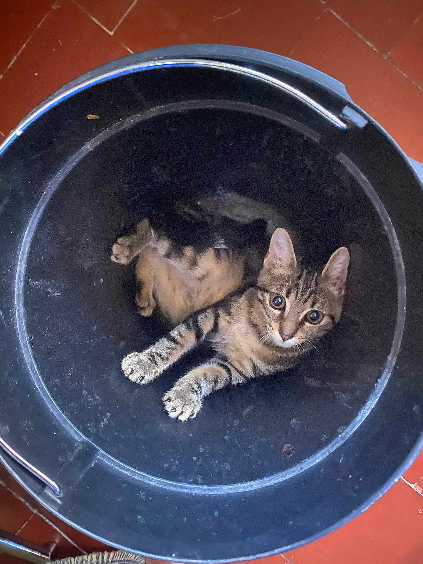 Oggi a rejoint le concours — aidez-le/la à gagner de superbes lots ! cat, kitten, tabby, bucket, indoor, pet, animal, curious, feline, young, cute, playful, resting, black_bucket, floor, looking_up, whiskers, ears, paws, fur