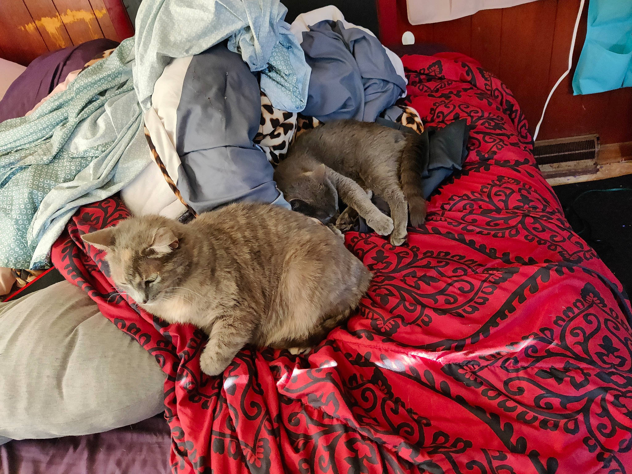 Peaches And Esmé joined the competition — help win amazing prizes! bed_sheet, bedding, blanket, carnivore, cat, comfort, domestic_short_haired_cat, fawn, felidae, fur, grey, linens, nap, room, small_to_medium_sized_cats, tail, television, textile, whiskers