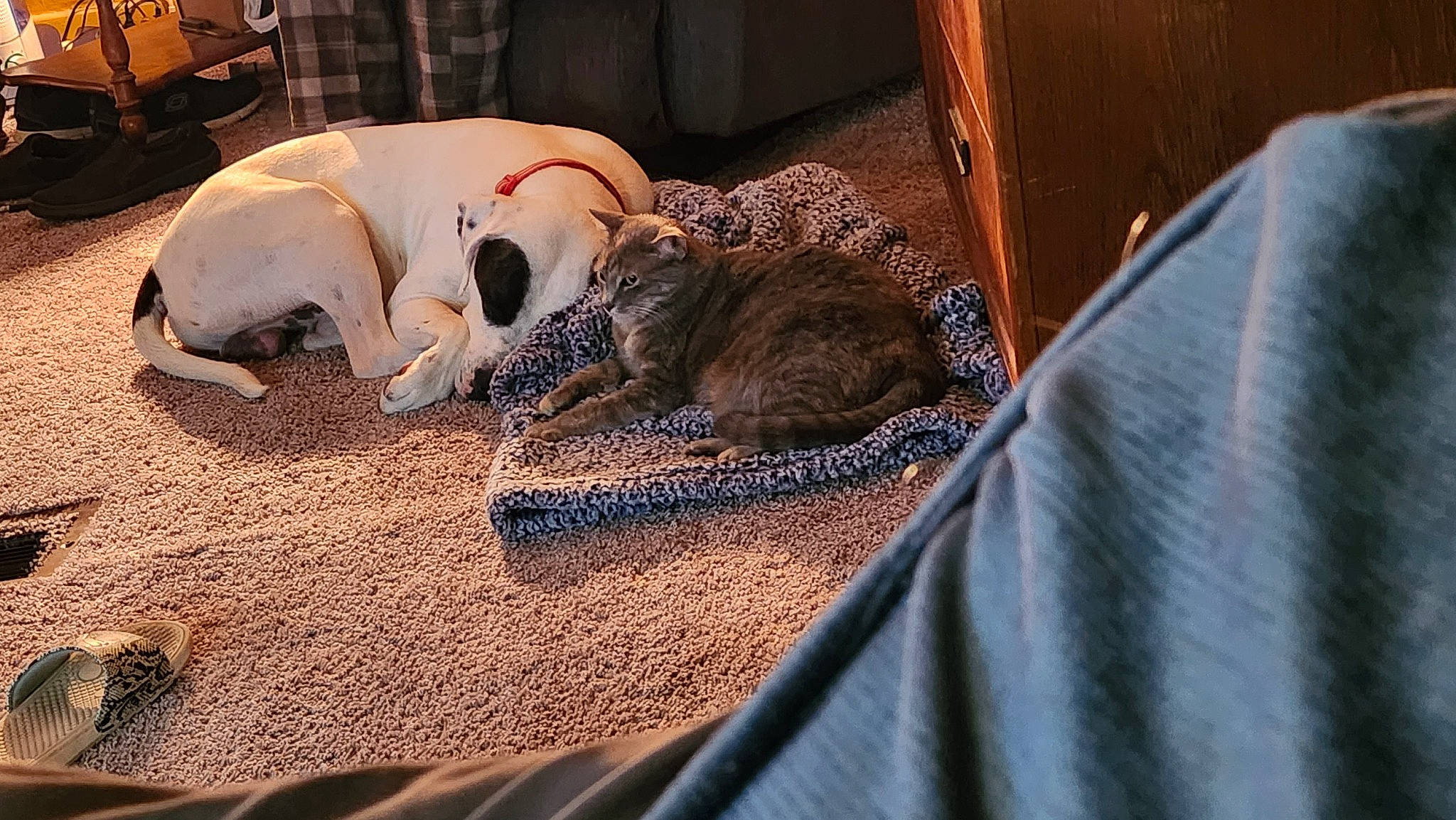 Peaches And Esmé is registered to the contest to win money with this photo: ball, canidae, carnivore, cat, comfort, companion_dog, dog, dog_breed, dog_supply, domestic_short_haired_cat, fawn, felidae, fur, pet_supply, small_to_medium_sized_cats, snout, sporting_group, tail, whiskers, wood