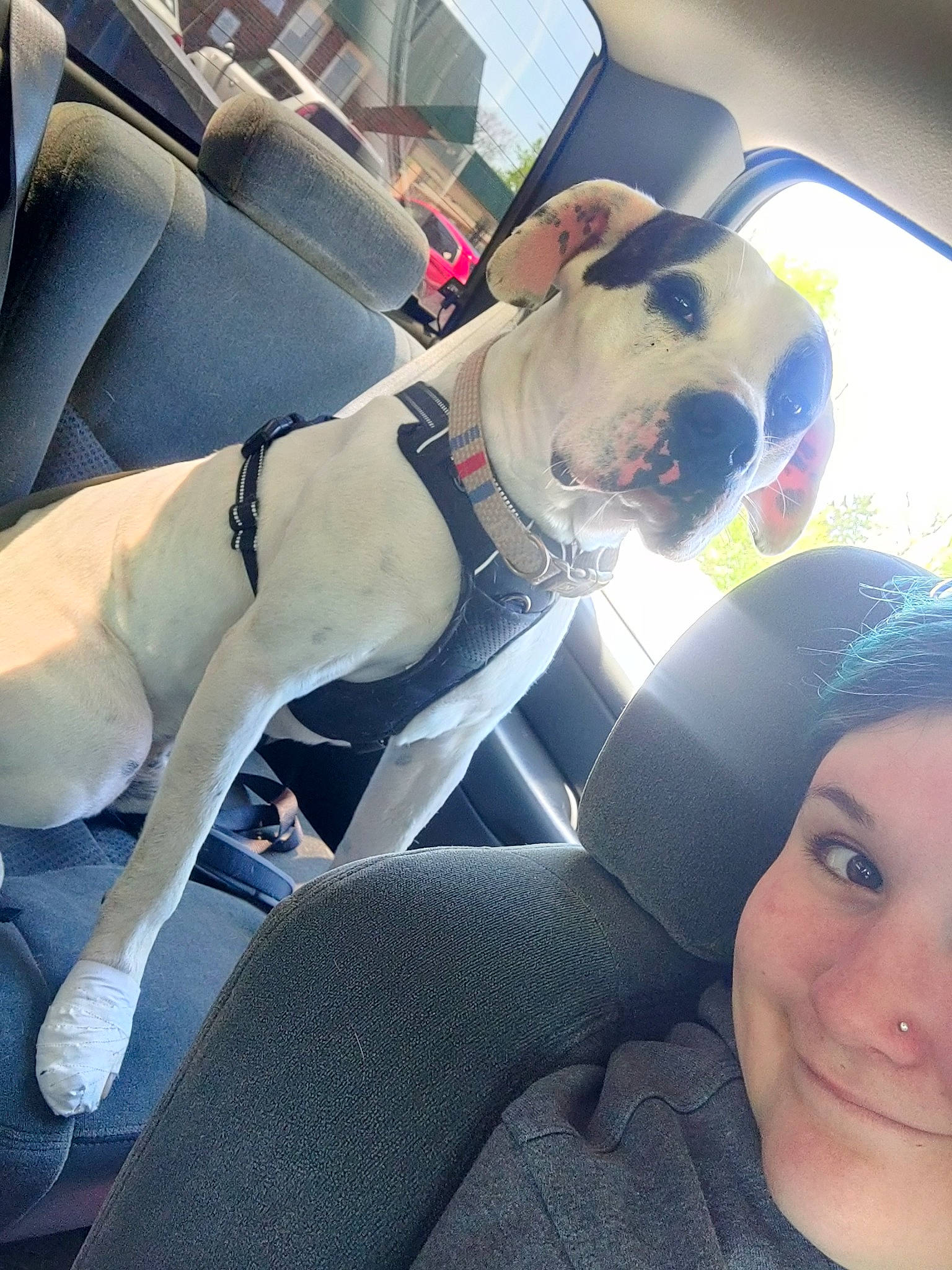 Rebel joined the competition — help win amazing prizes! auto_part, car_seat, car_seat_cover, carnivore, collar, comfort, companion_dog, dog, dog_breed, dog_collar, eyewear, family_car, fawn, hat, head_restraint, personal_protective_equipment, selfie, smile, snout, working_animal