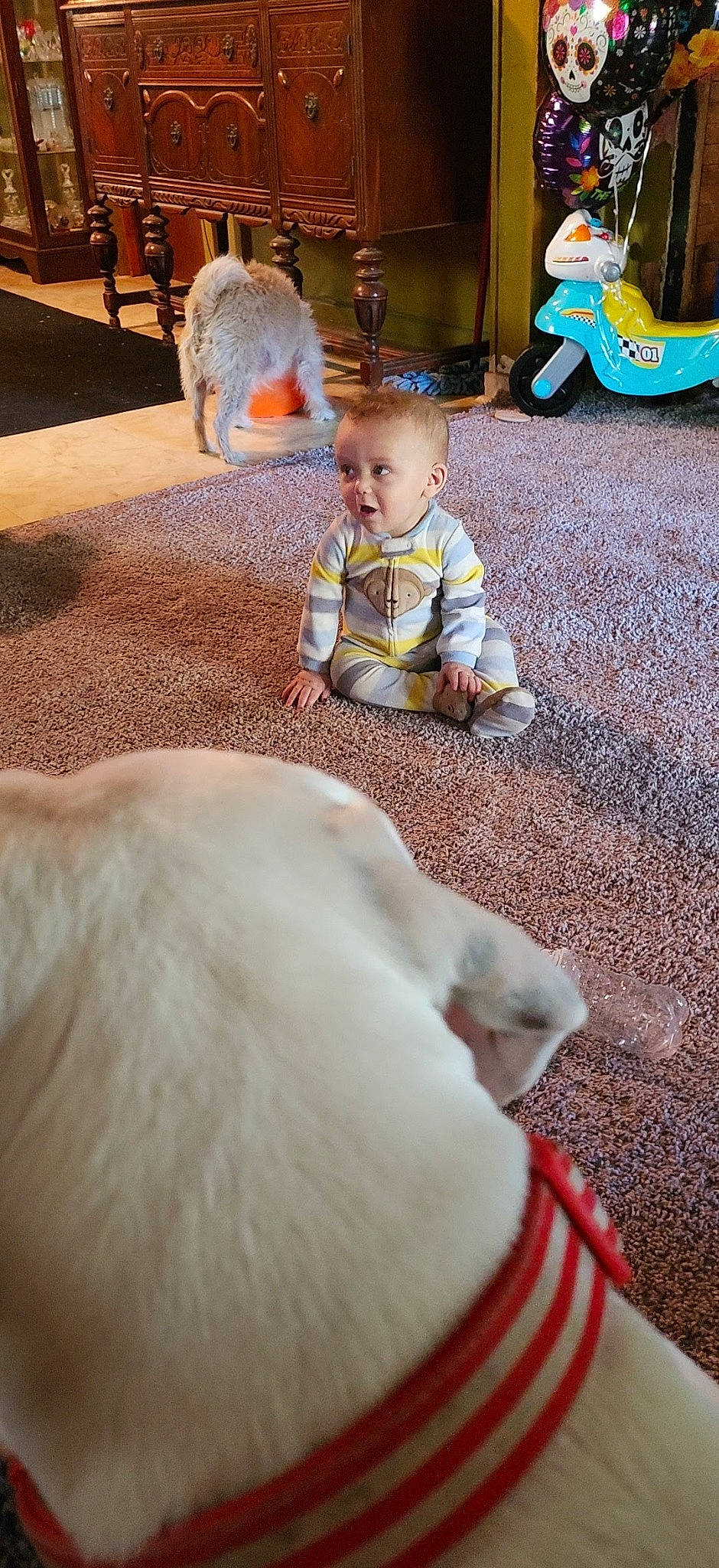 Rebel is registered to the contest to win money with this photo: baby, child, companion_dog, dog_breed, flooring, fun, fur, grass, leisure, livestock, play, sitting, skin, tail, toddler, vacation, wood, working_animal