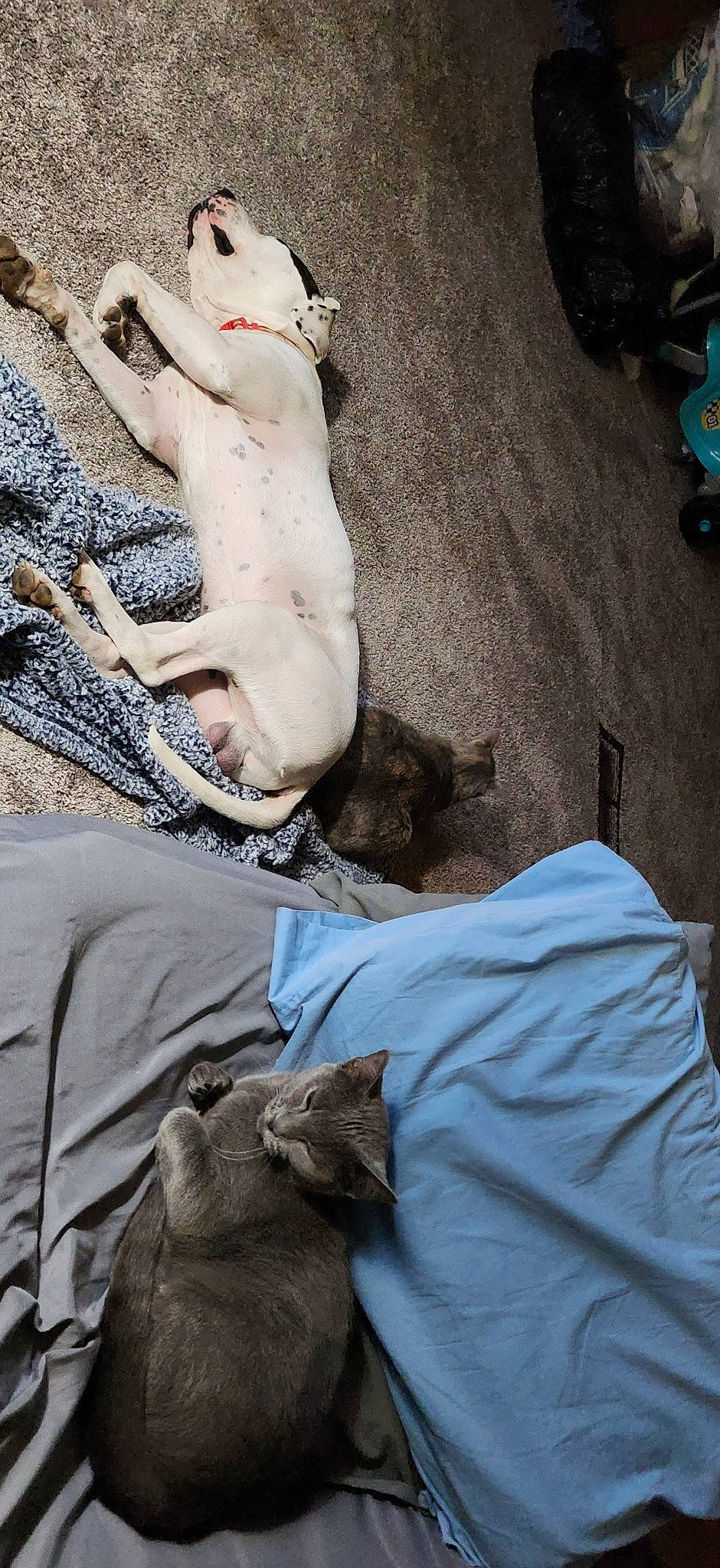 Rebel joined the competition — help win amazing prizes! canidae, carnivore, cat, comfort, companion_dog, dog_breed, fawn, felidae, fur, grey, human, human_leg, small_to_medium_sized_cats, snout, tail, teddy_bear, textile, toy, trunk, whiskers