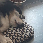 Jack a rejoint le concours — aidez-le/la à gagner de superbes lots ! dog, sleeping, cushion, floor, tile, food_bowl, chew_bone, pet, resting, indoor, black_and_white, fur, paw, animal, cozy, quiet, home, relaxing, snout, companion