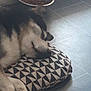 dog, sleeping, cushion, floor, tile, food_bowl, chew_bone, pet, resting, indoor, black_and_white, fur, paw, animal, cozy, quiet, home, relaxing, snout, companion