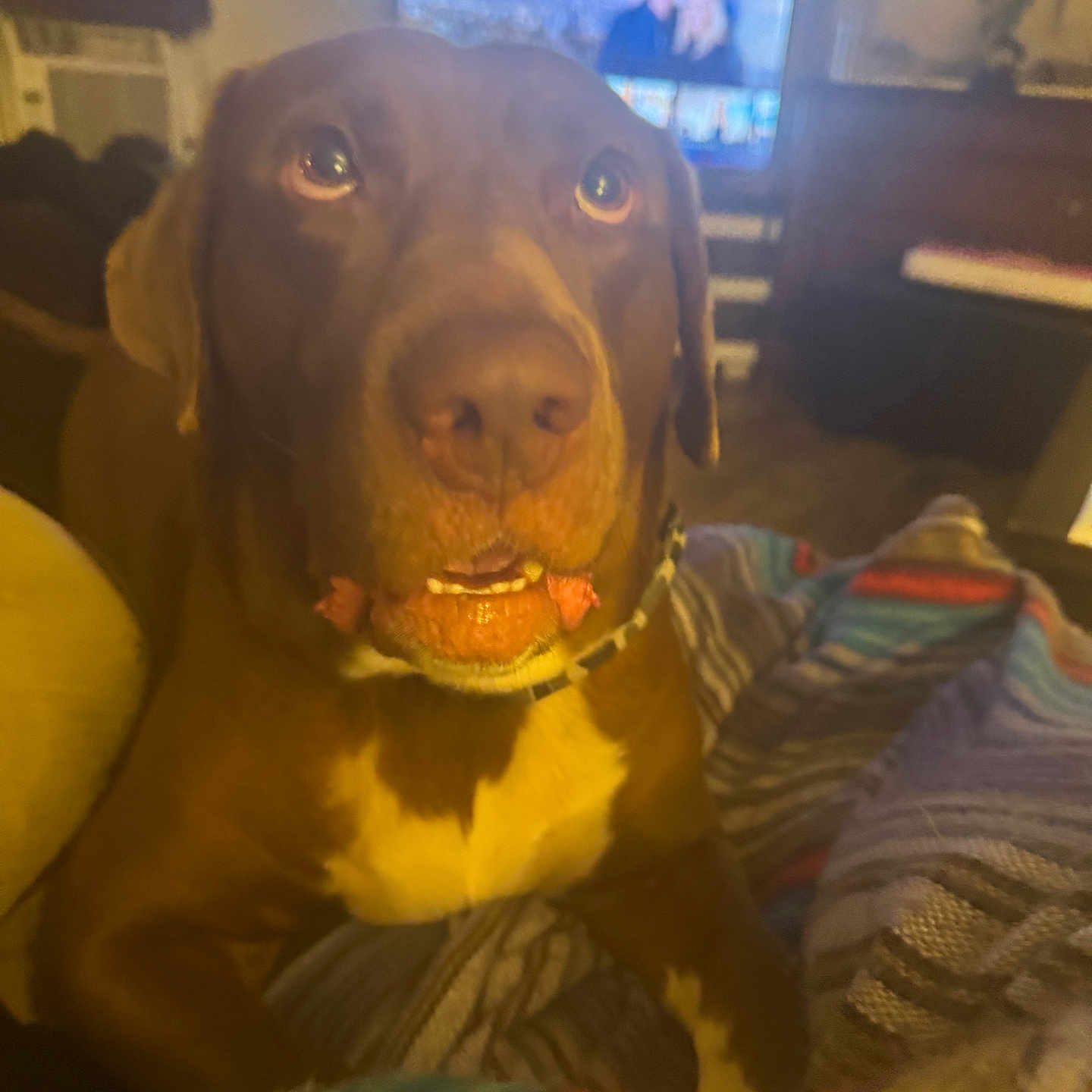 Cobra is registered to the contest to win money with this photo: animal, blanket, brown_dog, canine, close_up, companion, cozy, curious, cute, dog, domestic_animal, furniture, household, indoor, living_room, pet, portrait, sitting, television, white_chest