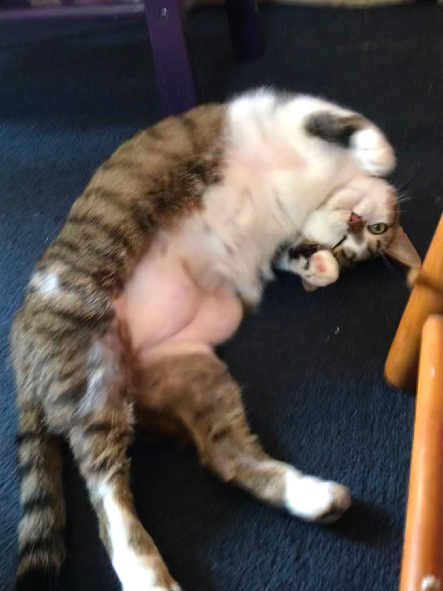 Kitten is registered to the contest to win money with this photo: carnivore, cat, claw, comfort, domestic_short_haired_cat, fawn, felidae, fur, paw, small_to_medium_sized_cats, snout, tail, terrestrial_animal, whiskers