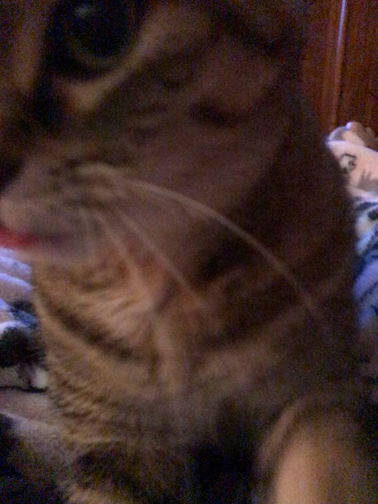 Tip joined the competition — help win amazing prizes! carnivore, cat, domestic_short_haired_cat, ear, felidae, fur, paw, small_to_medium_sized_cats, snout, tail, terrestrial_animal, whiskers